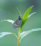 Alpenhooibeestje / Alpine Heath