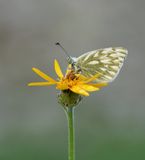 Bergresedawitje / Peak White of Lofty Bath White