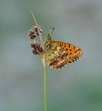 Purperstreepparelmoervlinder / Lesser Marbled Fritillary