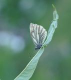 Berg Geaderd Witje / Mountain Green-veined White