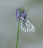 Berg Geaderd Witje / Mountain Green-veined White