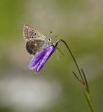 Noordelijk Mansschildblauwtje / Arctic Blue or Glandon Blue