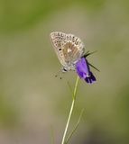 Noordelijk Mansschildblauwtje / Arctic Blue or Glandon Blue