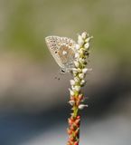 Noordelijk Mansschildblauwtje / Arctic Blue or Glandon Blue