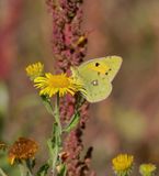 Oranje Luzerne / Clouded Yellow