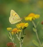Oranje Luzerne / Clouded Yellow