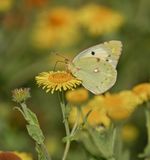 Oranje Luzernevlinder (Foma helice) / Clouded Yellow (Foma helice)