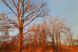 November Forest