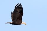 Wintering Eagle
