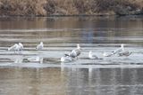 Resting on the Ice