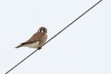 Small Falcon