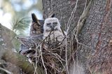 Downy Owlet