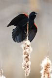 Calling from a Cattail