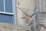 Taking to Flight