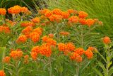 Marmalade Flowers