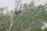 Eagle Mates