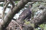 Out on a Limb