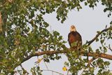 Eagle Eyes