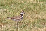 Large Plover