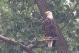 Perched in the Haze