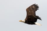 Concentrated Flight