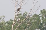 Eagle Parents