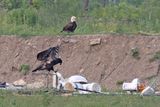 Low Perch