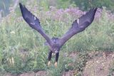 Flying Low
