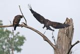 Looking to Land