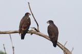 Fledged