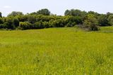 Hill Prairie