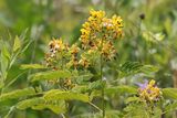 Wild Prairie