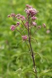 Native Weed