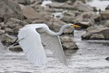 White Wings