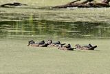 Juvenile Ducks