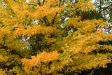 Change of Seasons