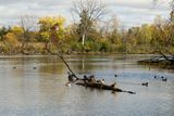 October Ducks