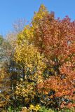Competing Color