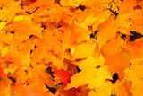 Autumn Burns