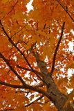 Autumn Maple