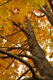 Looking Up to Fall