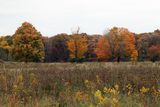 Chlorophyll Collapse
