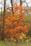 Octobers Colors