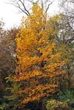 Fall in the Forest