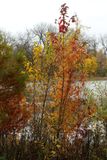 Varied Color