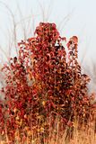 November Color
