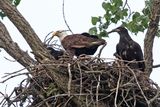 Hungry Eaglets
