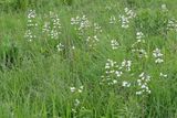 Flowers on the Prairie