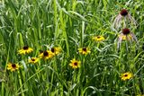 Prairie Companions