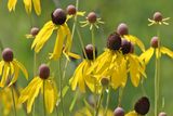 Prairie in Bloom